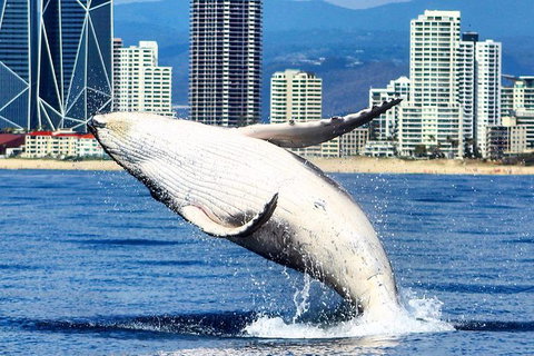 Gold Coast City Card (3 Days Card): Unlimited Attractions - Accommodation Port Macquarie 4