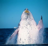 Whale Watching Cruise from Mooloolaba - Accommodation Port Macquarie