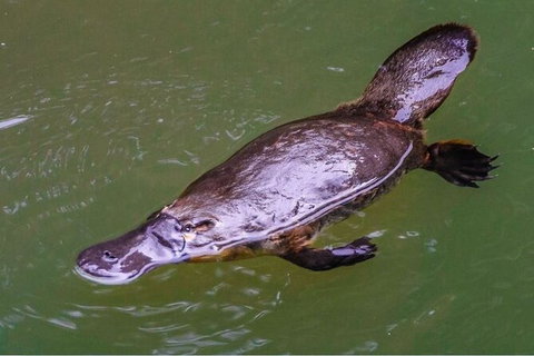 Reef, Wildlife & Rainforest - Reef & Beyond Guided Holidays - Accommodation Port Macquarie 7