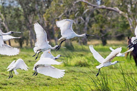 Reef, Wildlife & Rainforest - Reef & Beyond Guided Holidays - Accommodation Port Macquarie 1