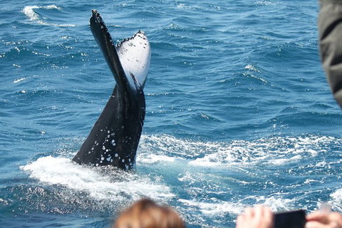 Half-Day Whale Watching In Urangan - Accommodation Port Macquarie 2