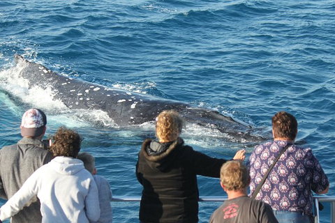 Half-Day Whale Watching In Urangan - Accommodation Port Macquarie 5