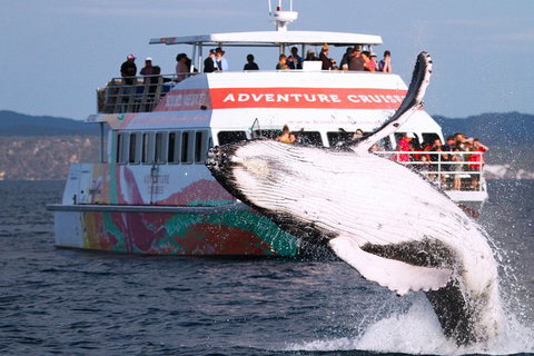 Half-Day Whale Watching In Urangan - Accommodation Port Macquarie 0