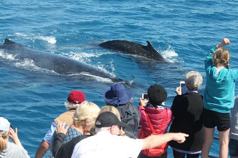 Half-Day Whale Watching In Urangan - Accommodation Port Macquarie 4