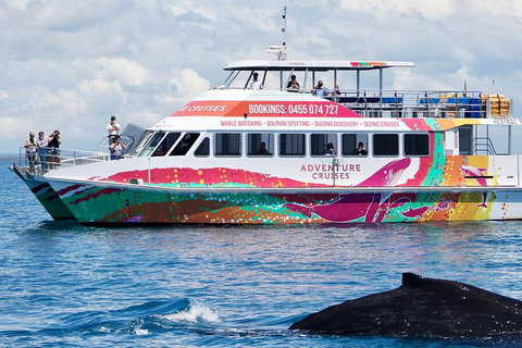 Half-Day Whale Watching In Urangan - Accommodation Port Macquarie 1