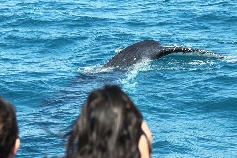 Half-Day Whale Watching In Urangan - Accommodation Port Macquarie 7