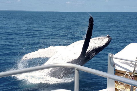 Half-Day Whale Watching In Urangan - Accommodation Port Macquarie 3