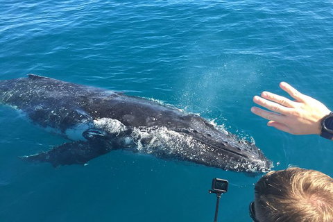 Half-Day Whale Watching In Urangan - Accommodation Port Macquarie 6