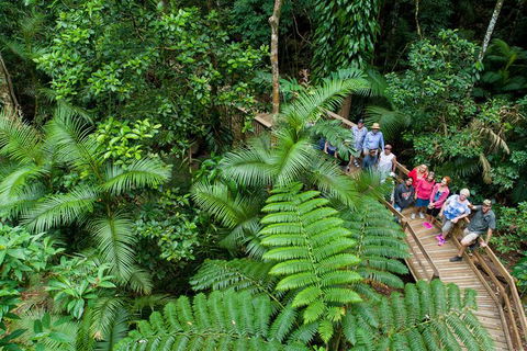 World Heritage Highlights: Reef/Daintree/Cape Tribulation - Accommodation Port Macquarie 3