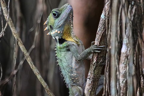Mossman Gorge Adventure Day - Accommodation Port Macquarie 3