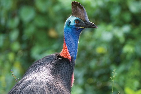 5 Day Australia Retreat: Queensland Daintree - Accommodation Port Macquarie 1