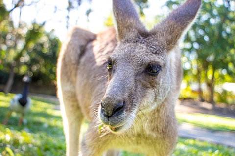 Virtual Interactive Australian Wildlife Tour With Private Guide-Wildlife Habitat - Accommodation Port Macquarie 6