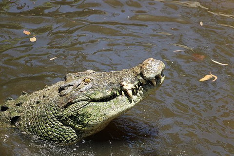 Virtual Interactive Australian Wildlife Tour With Private Guide-Wildlife Habitat - Accommodation Port Macquarie 2