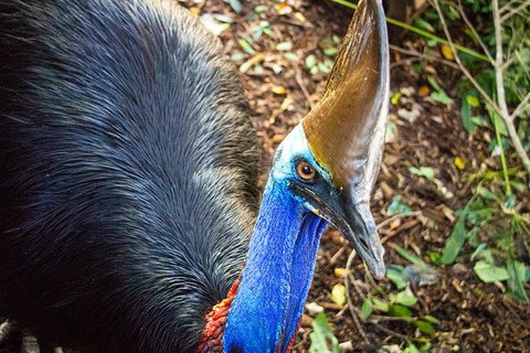 Virtual Interactive Australian Wildlife Tour With Private Guide-Wildlife Habitat - Accommodation Port Macquarie 5