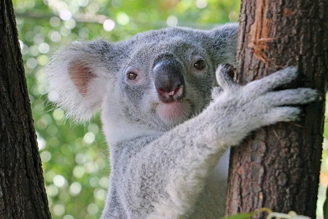 Virtual Interactive Australian Wildlife Tour With Private Guide-Wildlife Habitat - Accommodation Port Macquarie 0