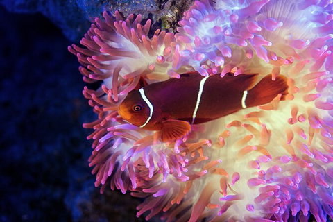 Cairns Aquarium By Twilight With 3 Course Dinner - Accommodation Port Macquarie 6