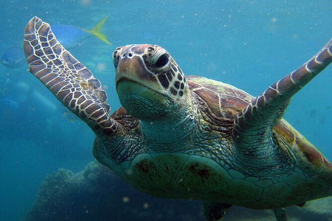 2 Night Whitsunday Islands Cruise On Atlantic Clipper From Airlie Beach - Accommodation Port Macquarie 6