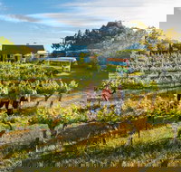 Barossa Valley Highlights from Barossa Valley Including Wine and Cheese Tasting - Accommodation Port Macquarie