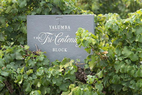 Yalumba Nursery & Grenache Discovery Tour + Platter Lunch - Accommodation Port Macquarie 0