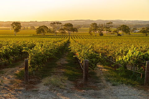 Yalumba Signature Tour - Accommodation Port Macquarie 5