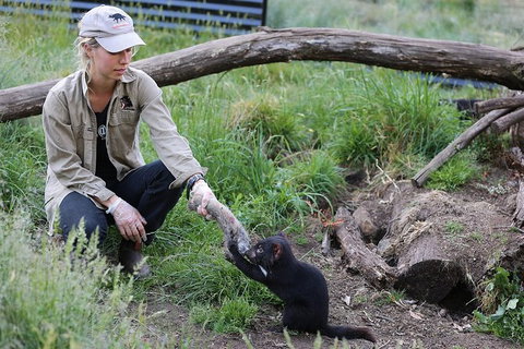 After Dark Tasmanian Devil Feeding Tour At Cradle Mountain - Accommodation Port Macquarie 3