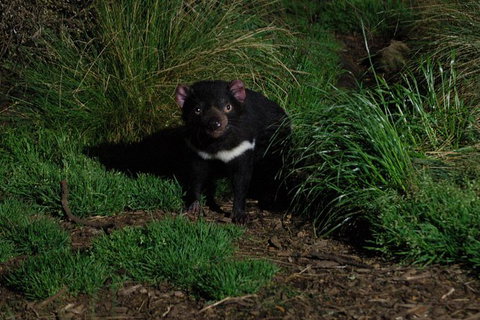 After Dark Tasmanian Devil Feeding Tour At Cradle Mountain - Accommodation Port Macquarie 1