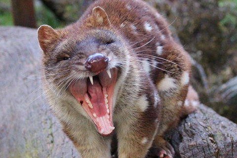 After Dark Tasmanian Devil Feeding Tour At Cradle Mountain - Accommodation Port Macquarie 4