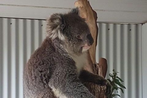 Shore Excursion: Coast, Caves And Wildlife Park - 8 Hour Tour - Accommodation Port Macquarie 11