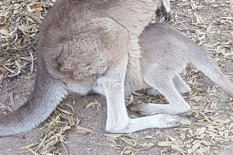 Shore Excursion: Coast, Caves And Wildlife Park - 8 Hour Tour - Accommodation Port Macquarie 19