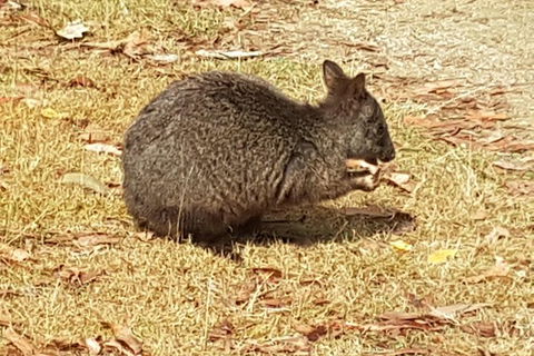 Shore Excursion: Coast, Caves And Wildlife Park - 8 Hour Tour - Accommodation Port Macquarie 3