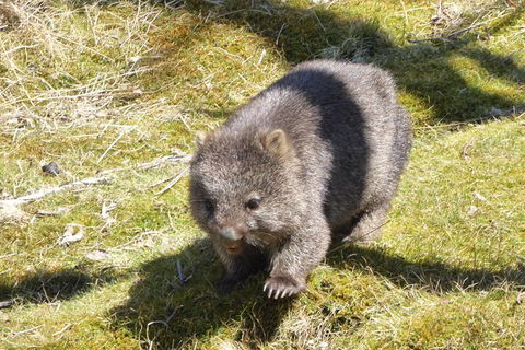 Shore Excursion: Coast, Caves And Wildlife Park - 8 Hour Tour - Accommodation Port Macquarie 6