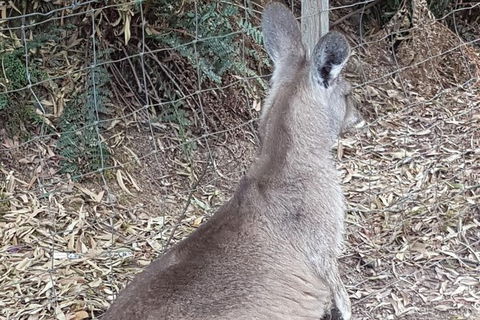 Shore Excursion: Coast, Caves And Wildlife Park - 8 Hour Tour - Accommodation Port Macquarie 9