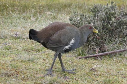 Shore Excursion: Coast, Caves And Wildlife Park - 8 Hour Tour - Accommodation Port Macquarie 2