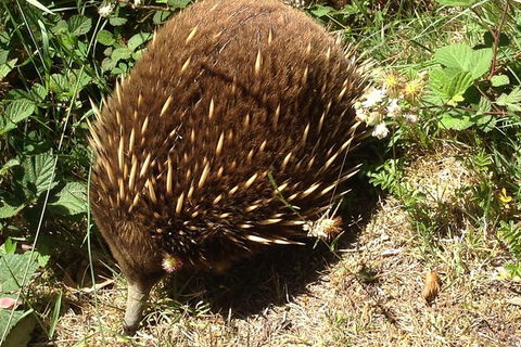 Shore Excursion: Coast, Caves And Wildlife Park - 8 Hour Tour - Accommodation Port Macquarie 18