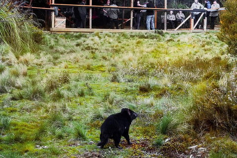 1-Hour Tasmanian Devil Feeding Day Tour At Cradle Mountain - Accommodation Port Macquarie 4