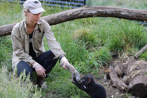 1-Hour Tasmanian Devil Feeding Day Tour At Cradle Mountain - Accommodation Port Macquarie 0