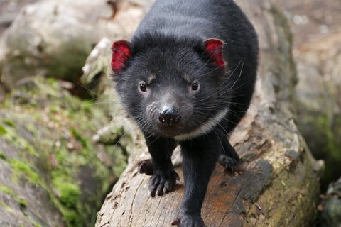 1-Hour Tasmanian Devil Feeding Day Tour At Cradle Mountain - Accommodation Port Macquarie 1
