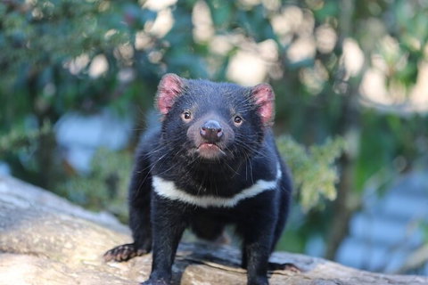 1-Hour Tasmanian Devil Feeding Day Tour At Cradle Mountain - Accommodation Port Macquarie 5