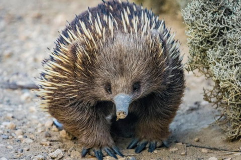 The Great Ocean Road 1 Day Private Sunset Tour - Accommodation Port Macquarie 2