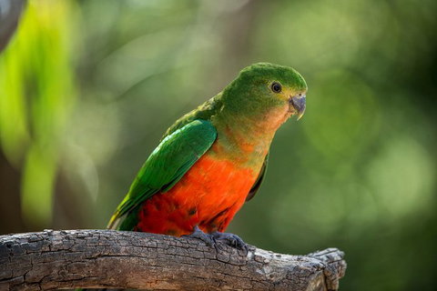 The Great Ocean Road 1 Day Private Sunset Tour - Accommodation Port Macquarie 4