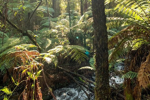 Hiking Tour To Aqueduct And Warburton Valley Lookout - Accommodation Port Macquarie 3