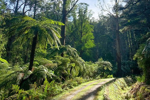 Hiking Tour To Aqueduct And Warburton Valley Lookout - Accommodation Port Macquarie 1