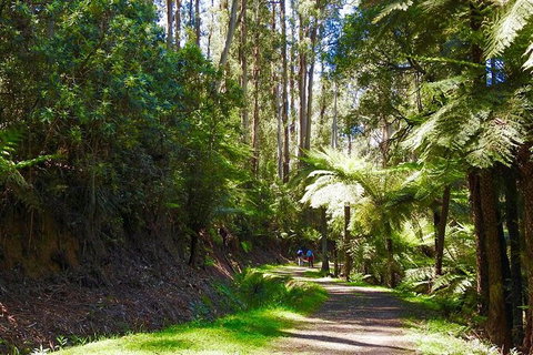 Half-Day Biking Activity From Aqueduct To California Redwoods - Accommodation Port Macquarie 2