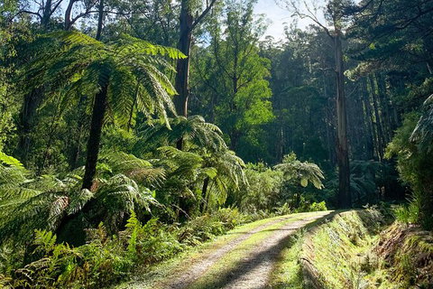 Half-Day Biking Activity From Aqueduct To California Redwoods - Accommodation Port Macquarie 1