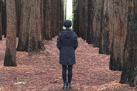 Private Aqueduct To California Redwoods Hiking Tour - Accommodation Port Macquarie 1