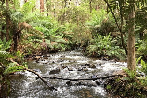 Private Aqueduct To California Redwoods Hiking Tour - Accommodation Port Macquarie 3