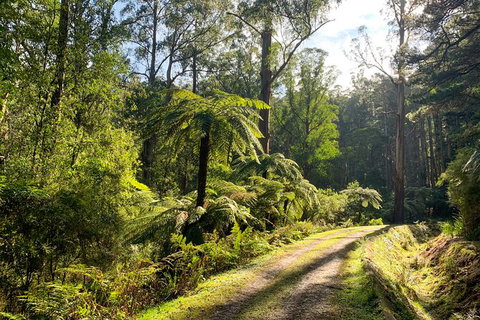Private Aqueduct To California Redwoods Hiking Tour - Accommodation Port Macquarie 0