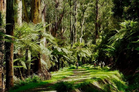 Private Aqueduct To California Redwoods Hiking Tour - Accommodation Port Macquarie 2