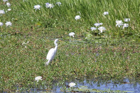 Darwin City Sights And Jumping Crocodile Cruise - Accommodation Port Macquarie 1