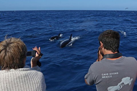 Full-Day Killer Whale Expedition From Albany - Accommodation Port Macquarie 2